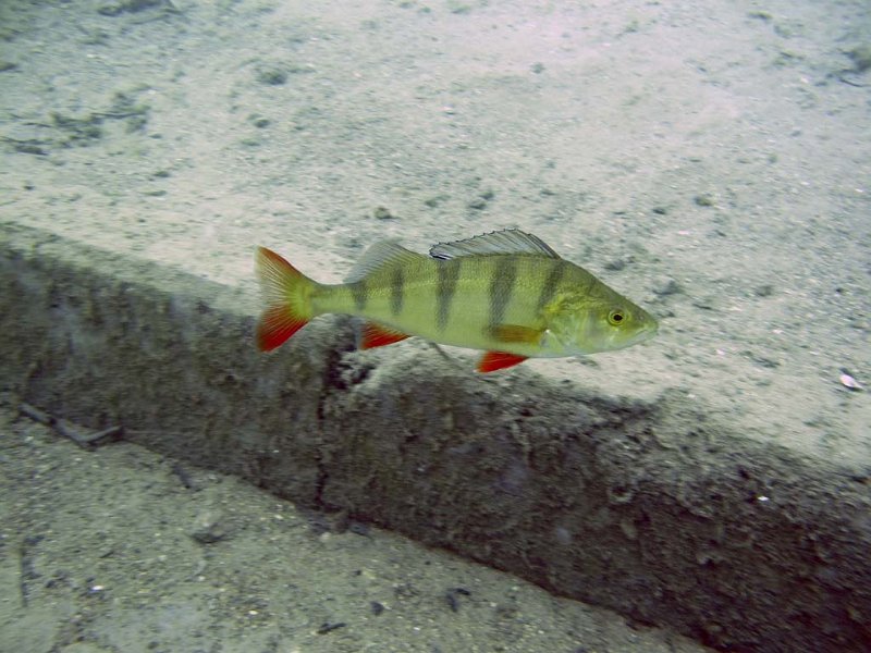 pic45.jpg