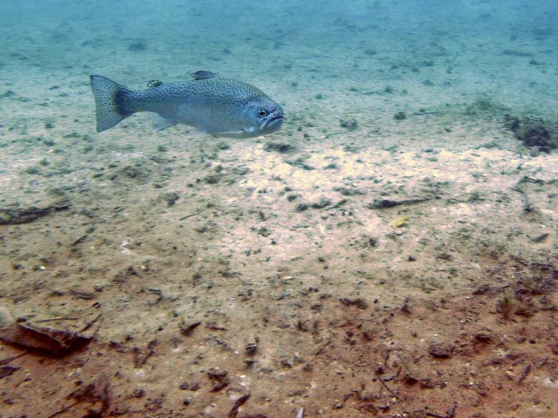 pic46.jpg