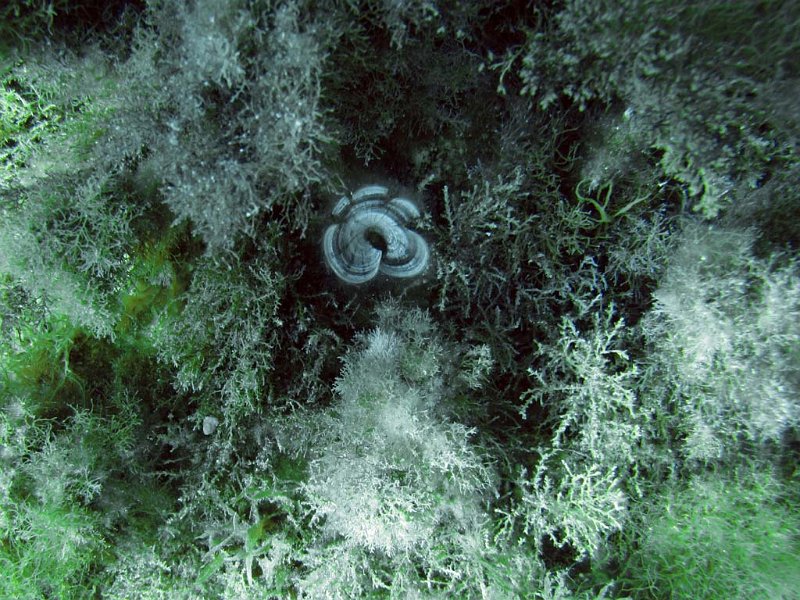 pic147.jpg