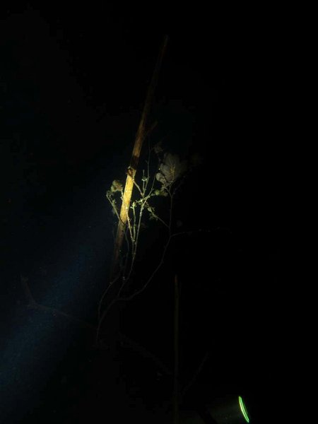 pic52.jpg