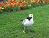 pic068